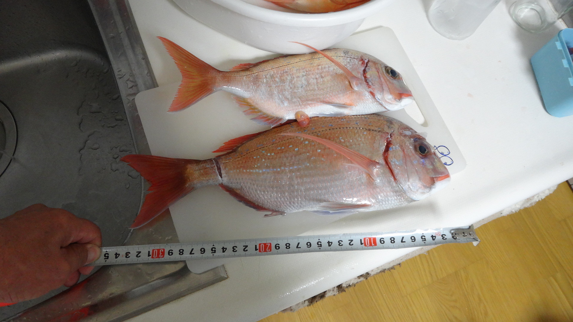 魚も釣れすぎると困ってしまうよ いいたいほうだい