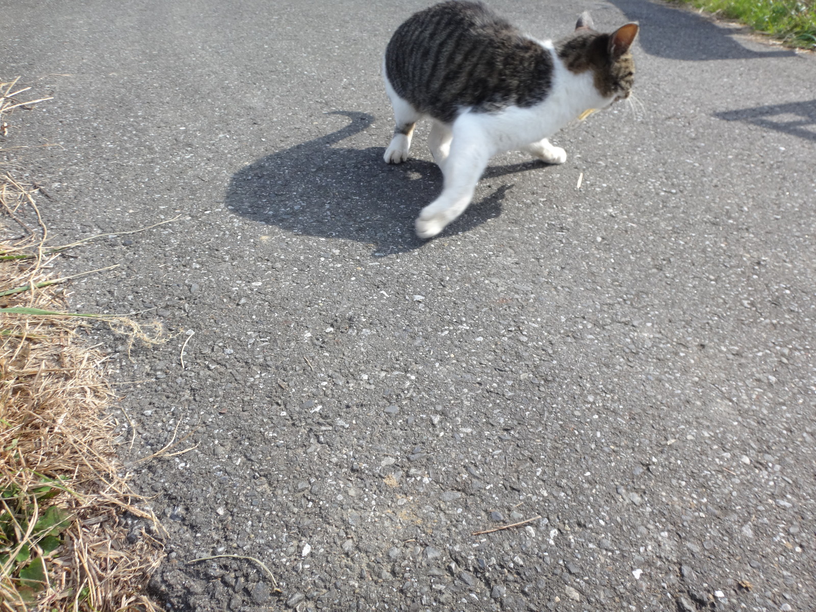 南白亀の櫨猫 いいたいほうだい