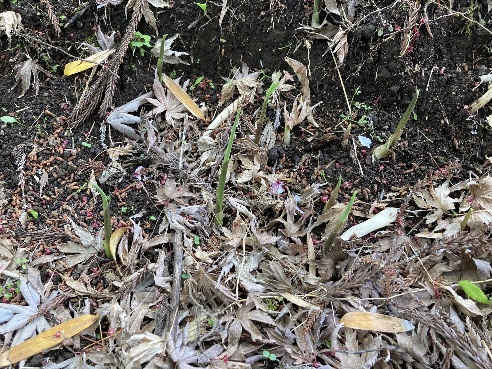 ミョウガの芽が出た いいたいほうだい