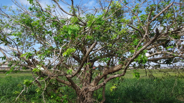 DSC00480