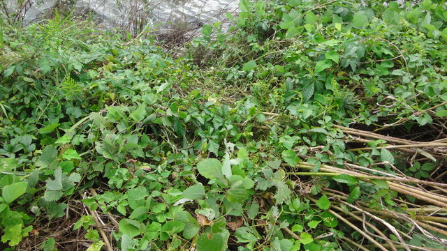 DSC00531