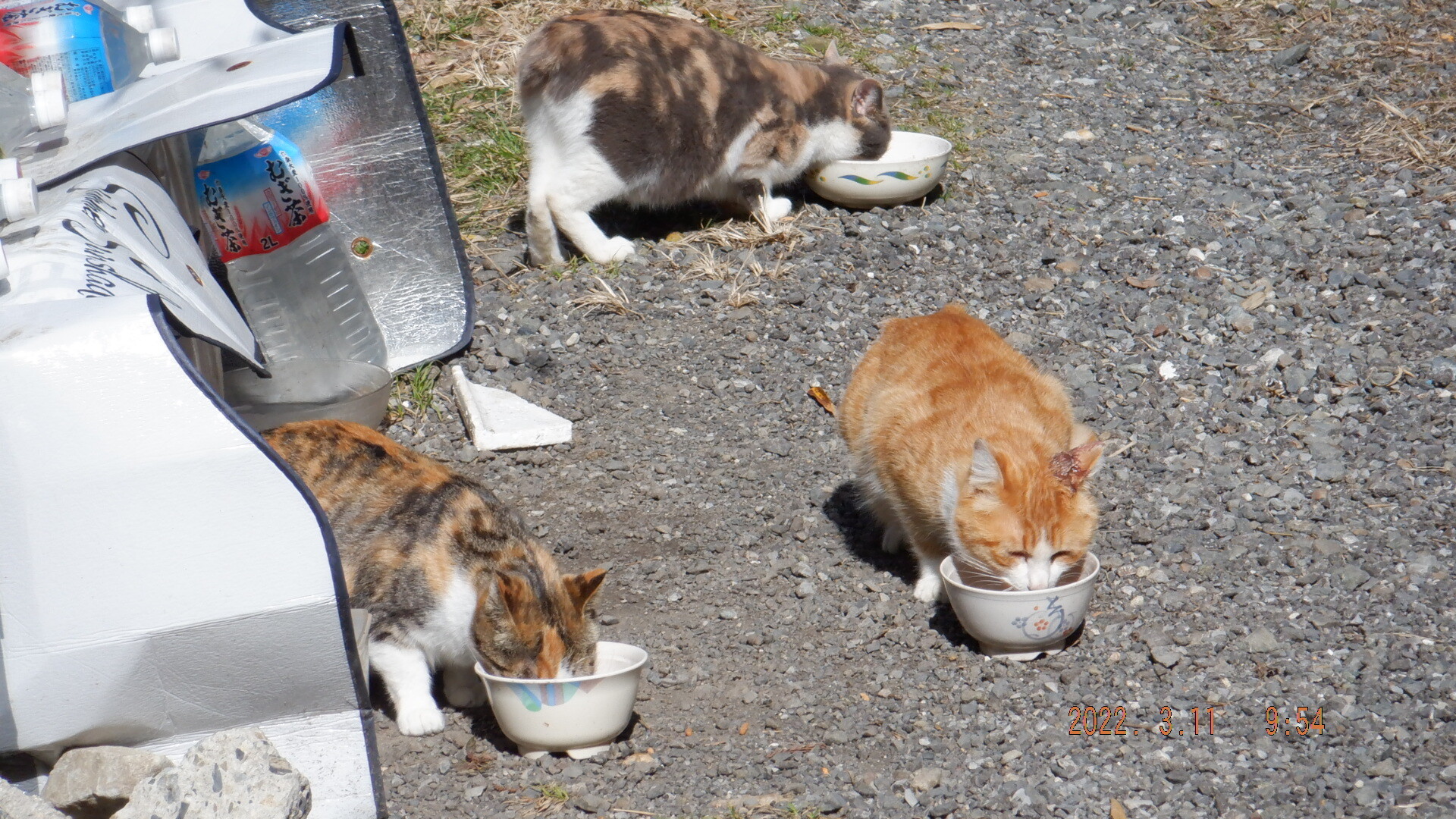 山の猫 耳の怪我 いいたいほうだい