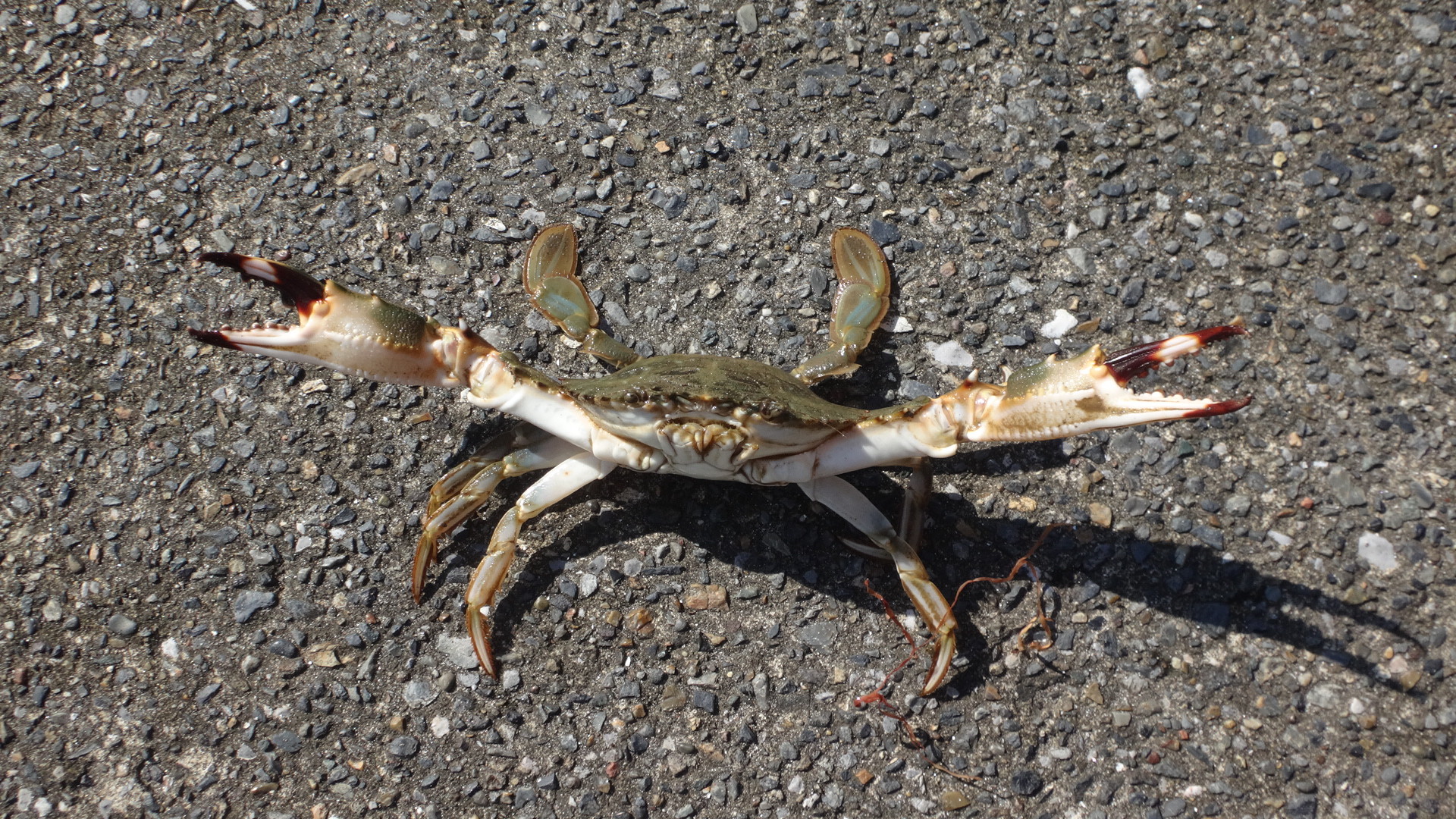 イシガニ食った いいたいほうだい