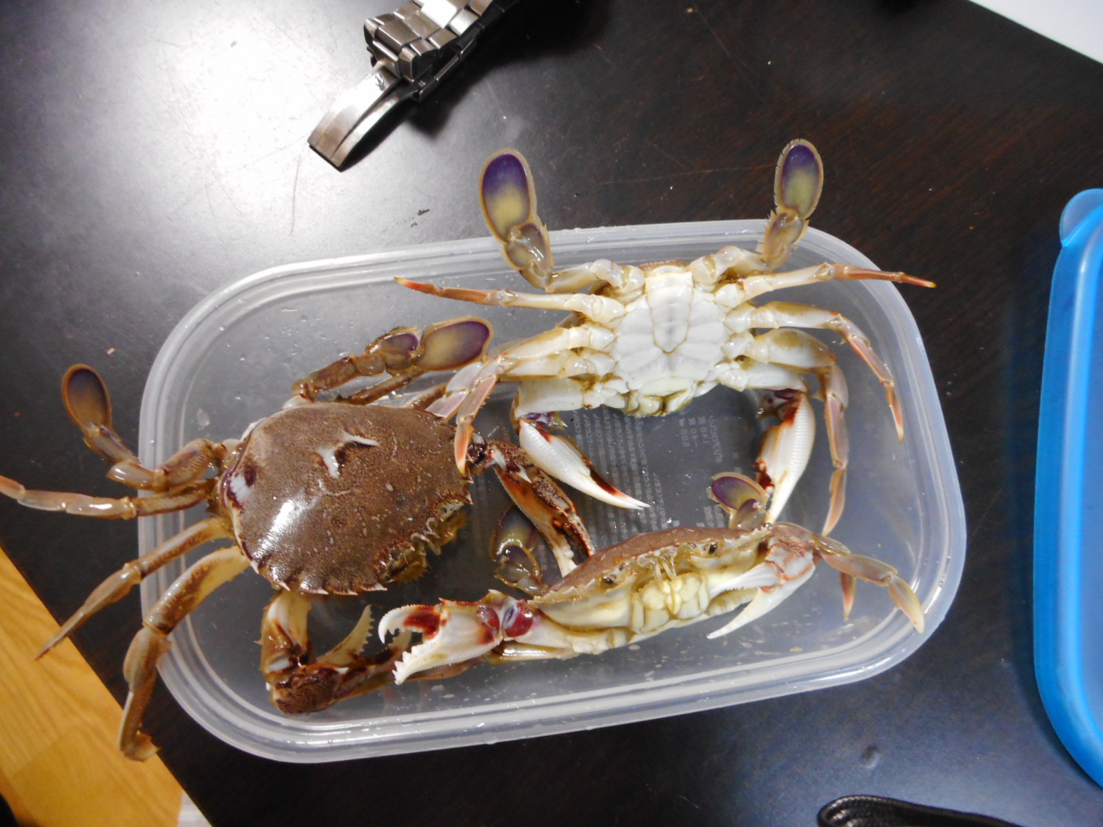 スケベガニ 大漁 いいたいほうだい