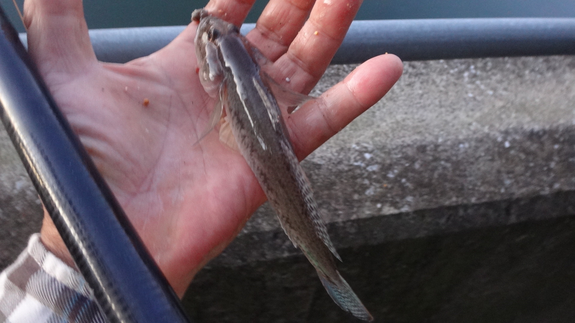 19年123回目の釣り 19 11 6 南の方の川たち ハゼ21回目 22cmでたどー いいたいほうだい