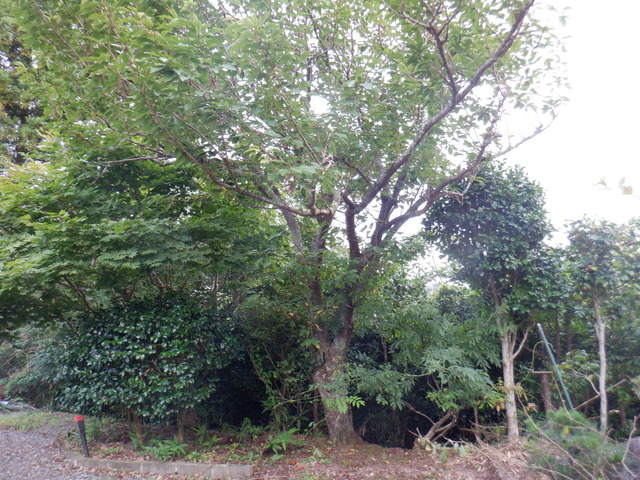 DSCF6986