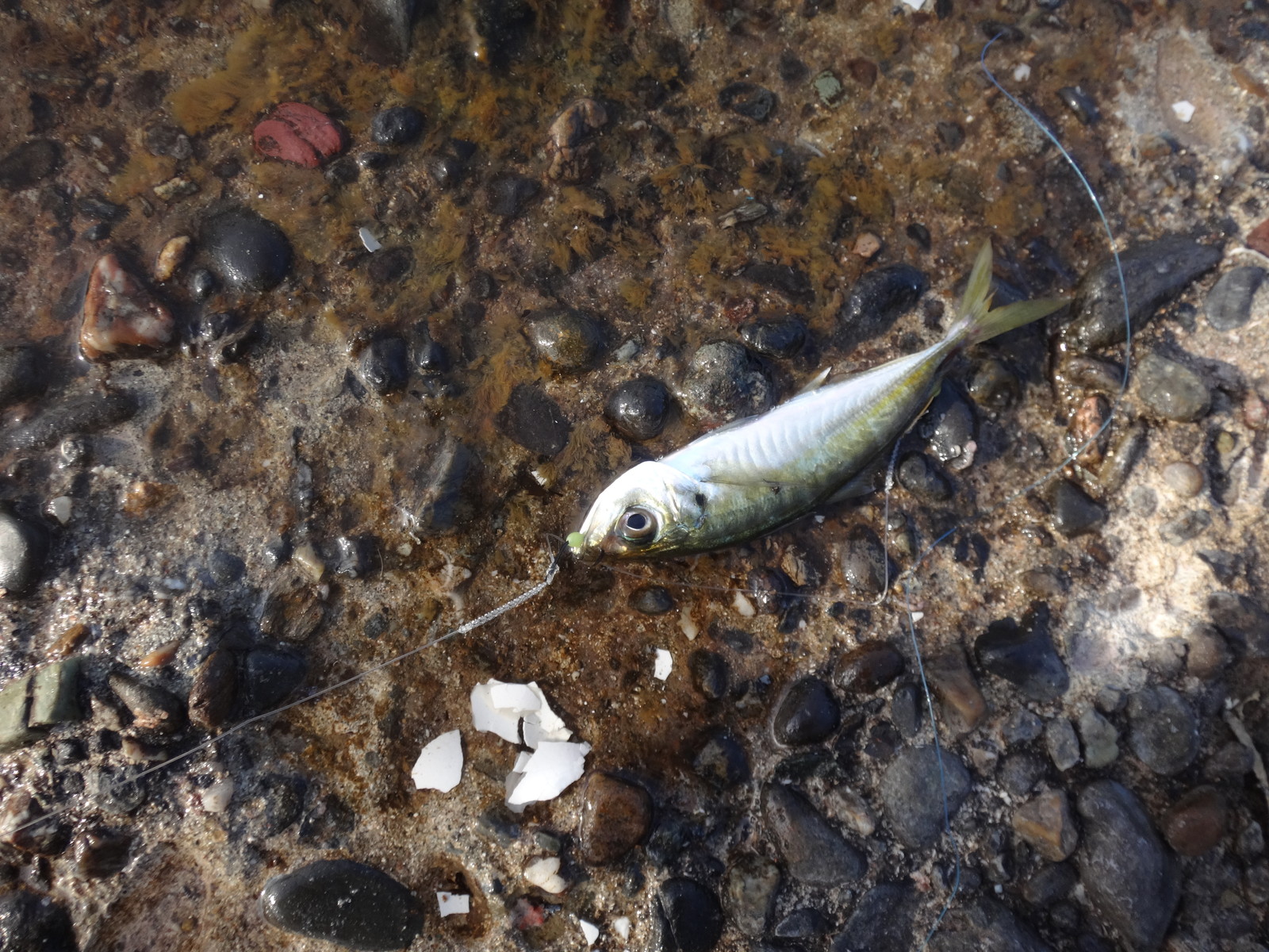 18年8回目の釣り アジ3回目 18 2 15 豆鯵捕獲大作戦 いいたいほうだい