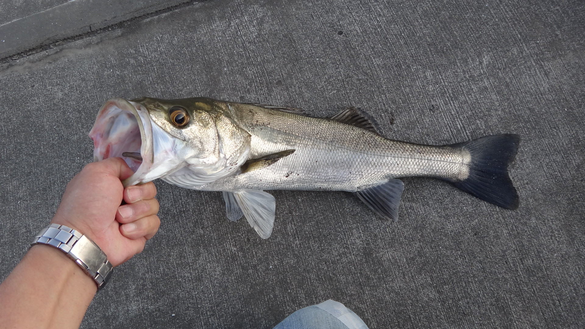 またフッコが釣れたので食べたよ いいたいほうだい またフッコが釣れたので食べたよ いいたいほうだい