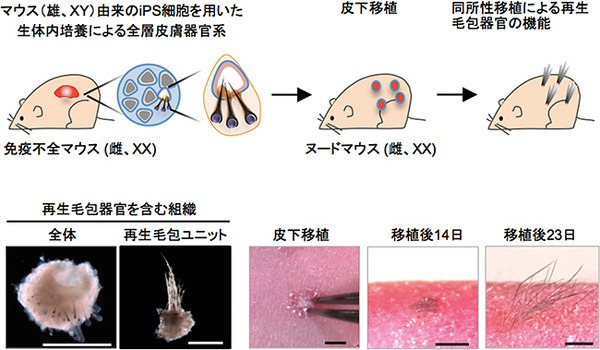 fig6