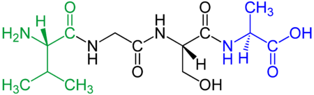 450px-Tetrapeptide_structural_formulae_v.1