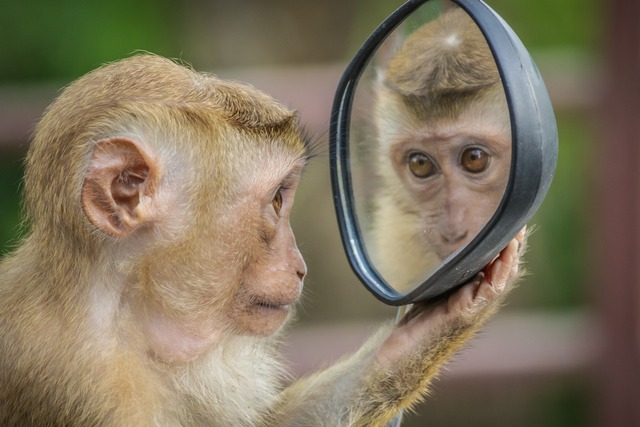 monkey-3512996_1280
