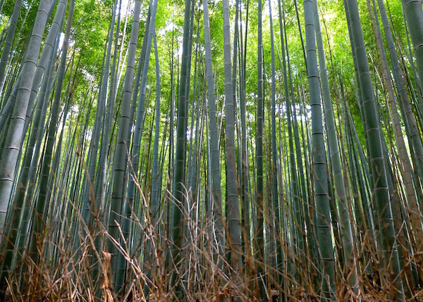 京都 嵐山 竹林