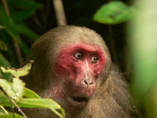 人間と同じ理由でハゲる動物 ベニガオザルがめちゃくちゃハゲの役に立っていた件 ハゲルヤ ハゲと向き合うウェブマガジン 人間と同じ理由でハゲる動物 ベニガオザルがめちゃくちゃハゲの役に立っていた件 ハゲルヤ ハゲと向き合うウェブマガジン