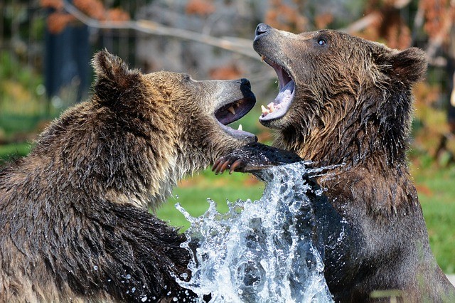 grizzly-210996_640