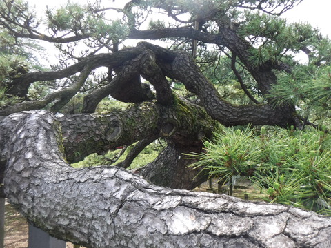 DSCF4475