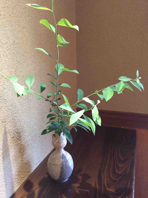 IMG_3176