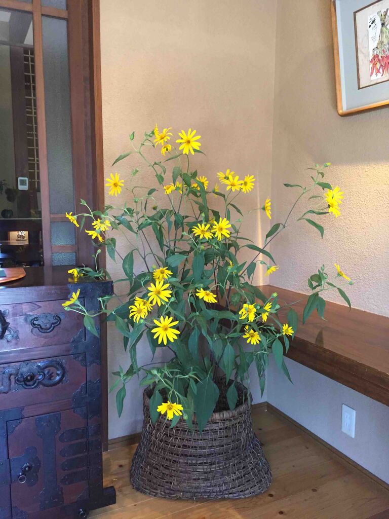 菊芋の花かわいいと思いませんか 器ギャラリー カフェ 萩の庵 菊芋の花かわいいと思いませんか 器ギャラリー カフェ 萩の庵
