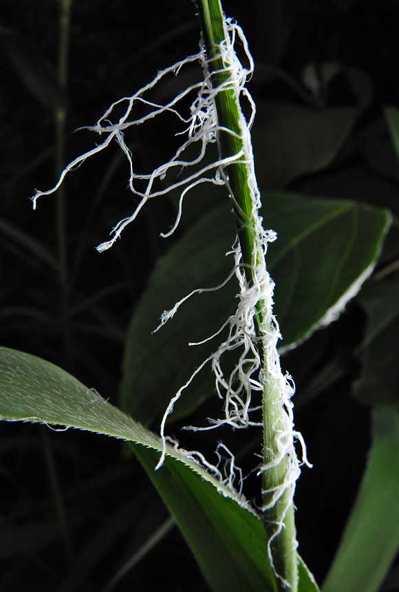 白い糸 葉毎の虫