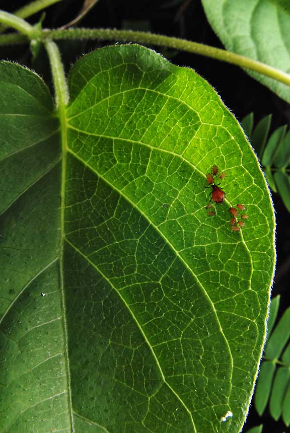 赤いアブラムシ 葉毎の虫
