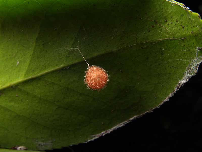 蜘蛛の卵のう 葉毎の虫 蜘蛛の卵のう 葉毎の虫