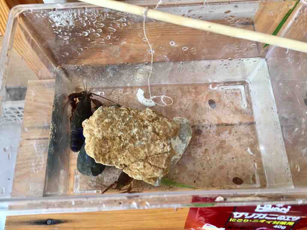 大阪 ザリガニ釣り 深北緑地公園 塩尻 子育て はぐしおブログ