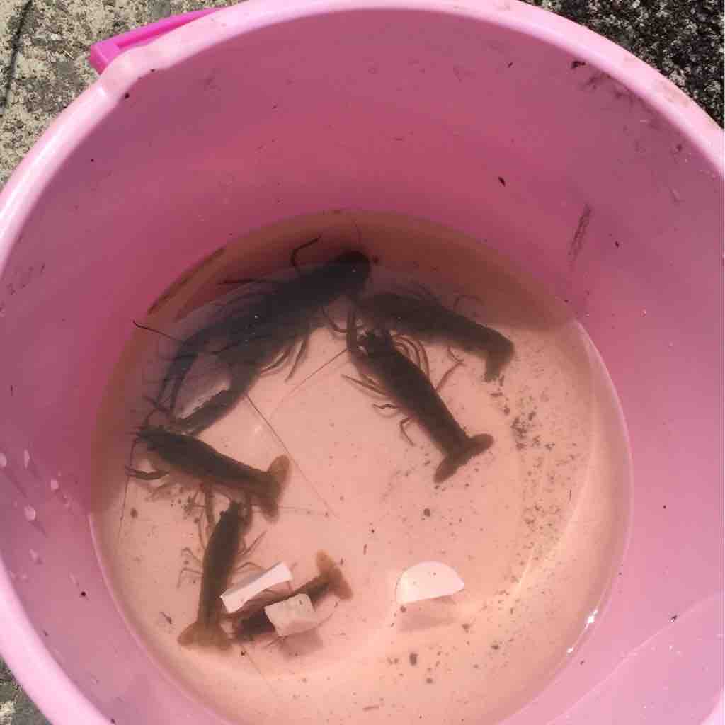 大阪 ザリガニ釣り 深北緑地公園 塩尻 子育て はぐしおブログ 大阪 ザリガニ釣り 深北緑地公園 塩尻 子育て はぐしおブログ