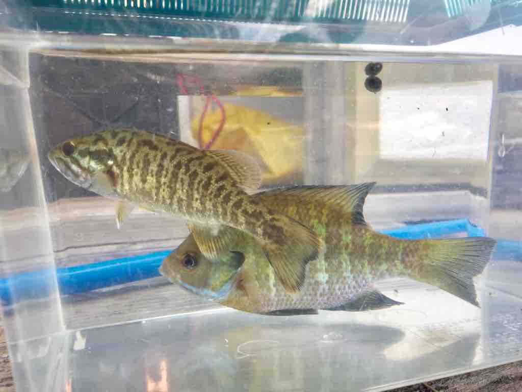 大町 木崎湖釣り ゆ ぷる木崎湖 塩尻 子育て はぐしおブログ