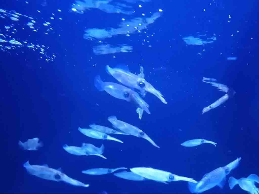 新潟 上越市 水族館 うみがたり 塩尻 子育て はぐしおブログ