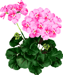geranium