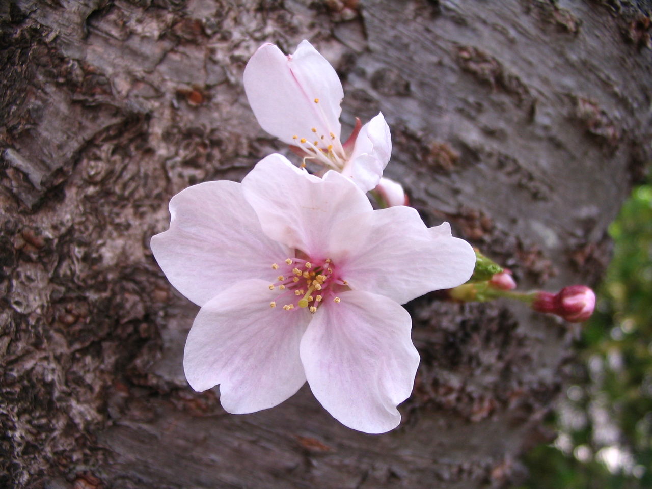 バッツ の 花 を 咲かす 進撃 の 巨人 30