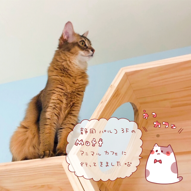 猫カフェ 静岡の癒しスポット 可愛い猫に会える Moff Animal Cafe に行ってきました はひふへ夫婦 ー仲良しすぎる２人の日記ー