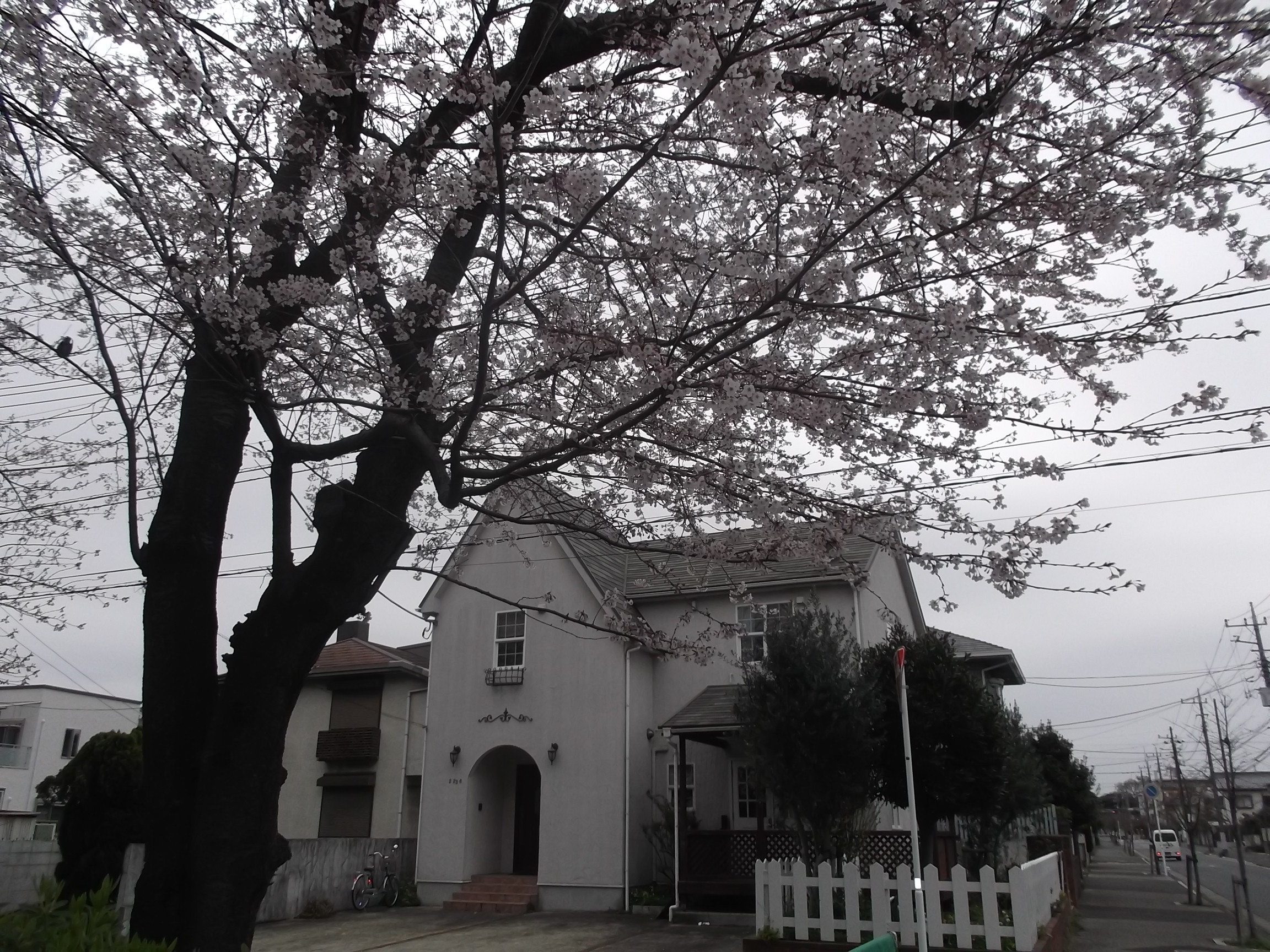 Narashino Cafe 花見カフェ 北習志野 ハイジ日記 Narashino Cafe 花見カフェ 北習志野 ハイジ日記