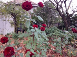 バラの回廊付近　ラバグルト (1)