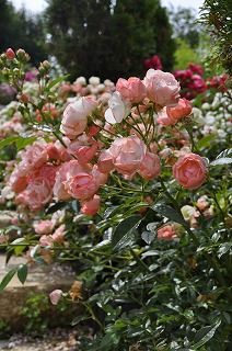 s-マザーズデイ