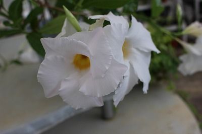 花言葉 ハイジの村blog 花言葉 ハイジの村blog