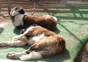 ヨーゼフ癒され中