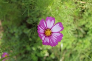 s-ピンクコスモス