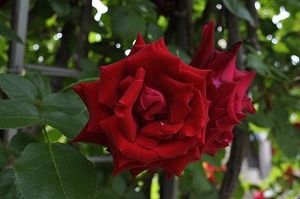 s-アンクルウォタ―