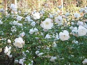 秋バラ アイスバーグ