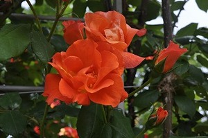 s-プリンセス ミチコ