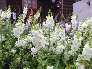 ペーター館　アンゲロニア