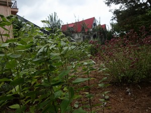 s-DSC04917