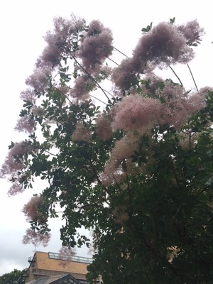 ハイジ号発着所付近　スモークツリー