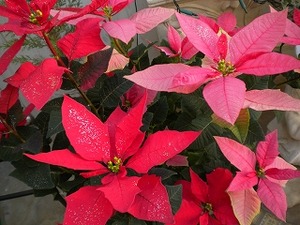 ポインセチア