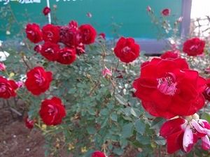 秋バラ ショートケーキ