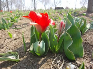 原種のチューリップ