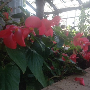 バラの温室　木立ちベコニア