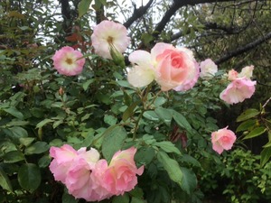 ハイジの村入口 マチルダ