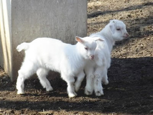 ユキちゃん初披露