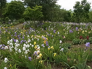 ジャーマンアイリス